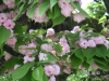 s_pict0125_thumb.png